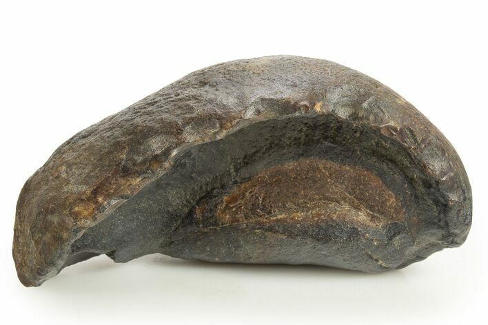 Large, Fossil Whale Ear Bone - South Carolina #325712